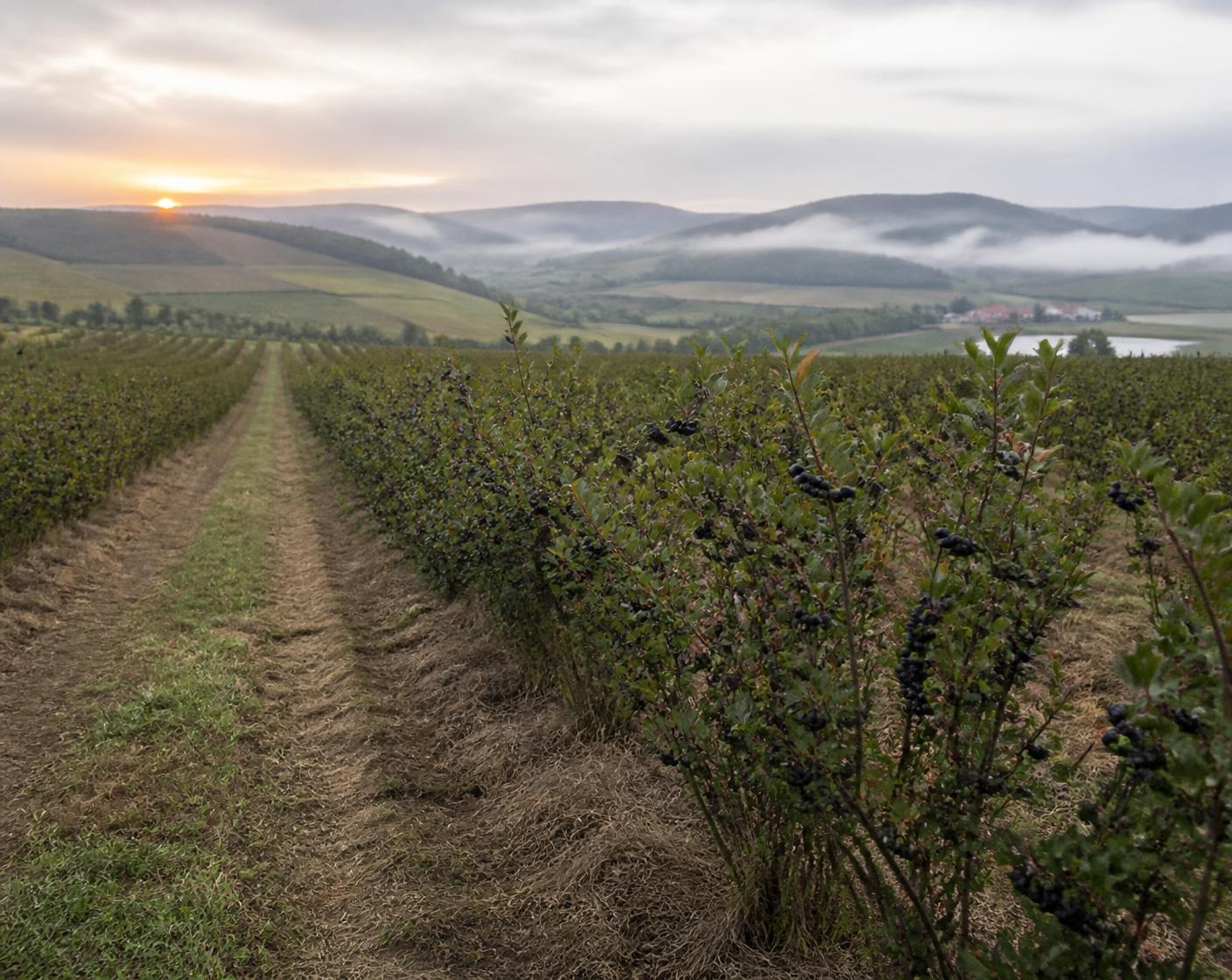 Rows of Aronia bushes heavy with dark fruit at sunrise