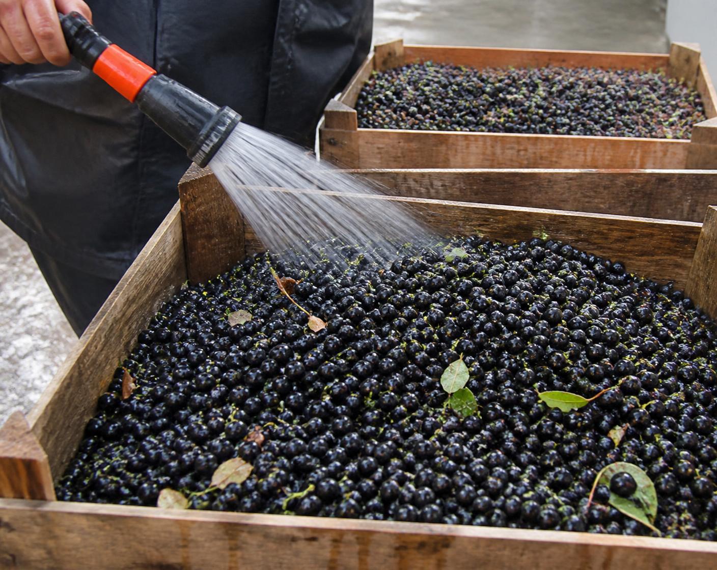 Freshly washed Aronia berries draining in stacked harvest crates